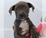 Small #2 Mutt