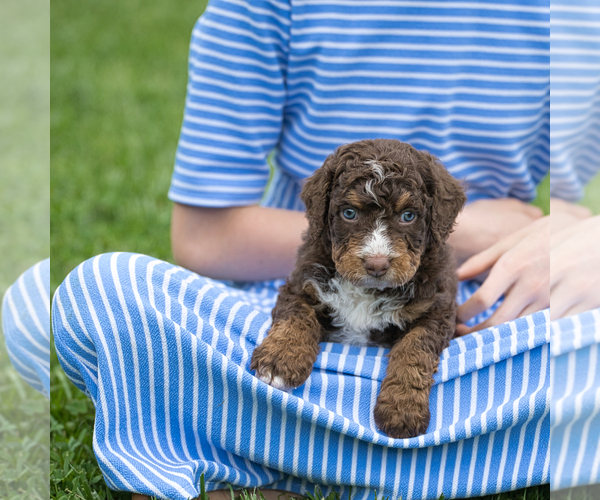 Medium Photo #6 Bernedoodle Puppy For Sale in FREDERICKSBURG, OH, USA