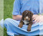 Small #5 Bernedoodle