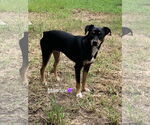 Small #5 Miniature Pinscher Mix