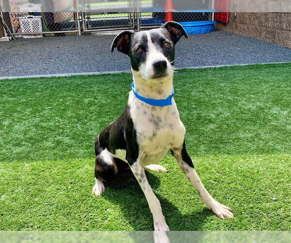 Medium Photo #2 Parson Russell Terrier-Unknown Mix Puppy For Sale in Moreno Valley, CA, USA