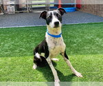 Small #1 Parson Russell Terrier Mix