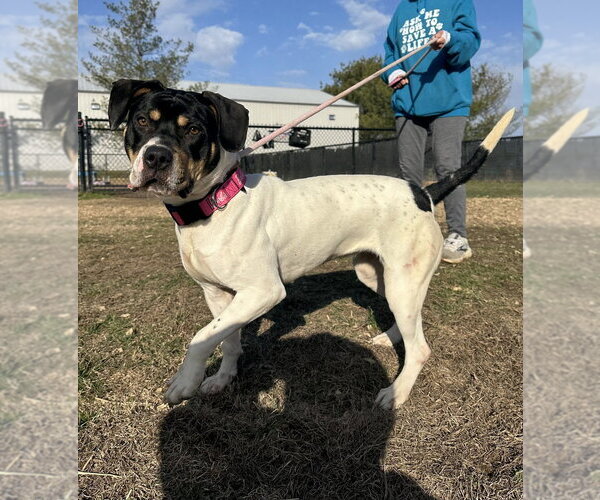 Medium Photo #1 Mutt Puppy For Sale in Evansville, IN, USA