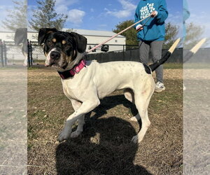 Mutt Dogs for adoption in Evansville, IN, USA