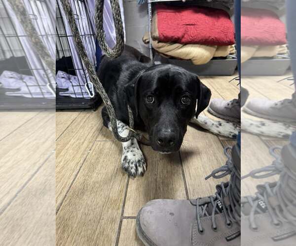 Medium Photo #4 Labrador Retriever-Unknown Mix Puppy For Sale in Rowlett, TX, USA