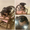 Small Photo #31 Miniature Pinscher Puppy For Sale in BULGER, PA, USA