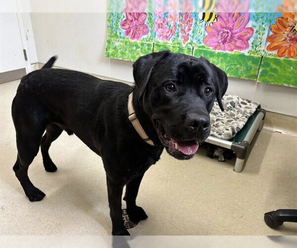 Medium Photo #3 Labrador Retriever-Unknown Mix Puppy For Sale in McKinleyville, CA, USA