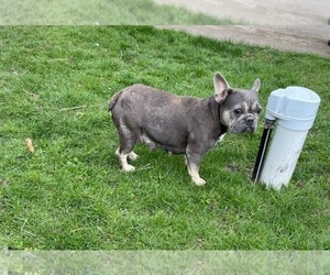 Mother of the French Bulldog puppies born on 10/29/2025