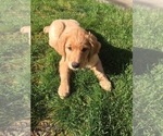 Small Photo #1 Golden Retriever Puppy For Sale in SEATTLE, WA, USA
