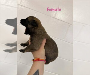 Mutt Dogs for adoption in Imlay City, MI, USA