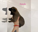 Small Mutt