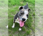 Violet - Female Bullypit Dog for Adoption - Small photo