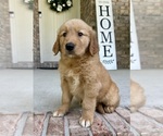 Puppy Gilbert Golden Retriever