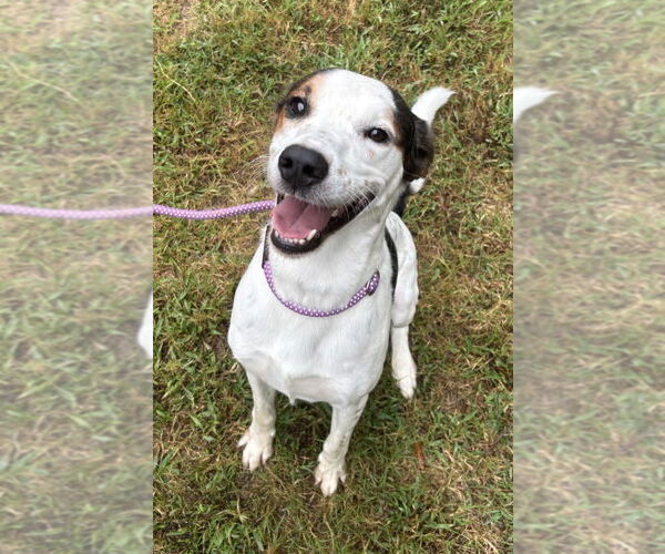 Medium Photo #2 Mutt Puppy For Sale in Glen Allen, VA, USA