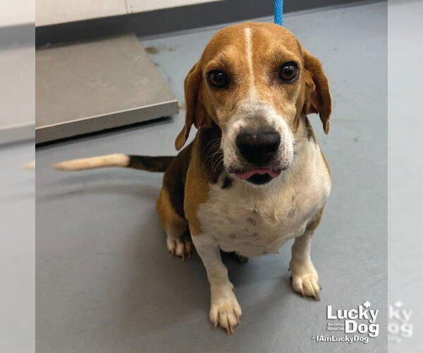 Medium Photo #2 Beagle-Unknown Mix Puppy For Sale in Washington, DC, USA
