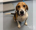 Small #1 Beagle Mix