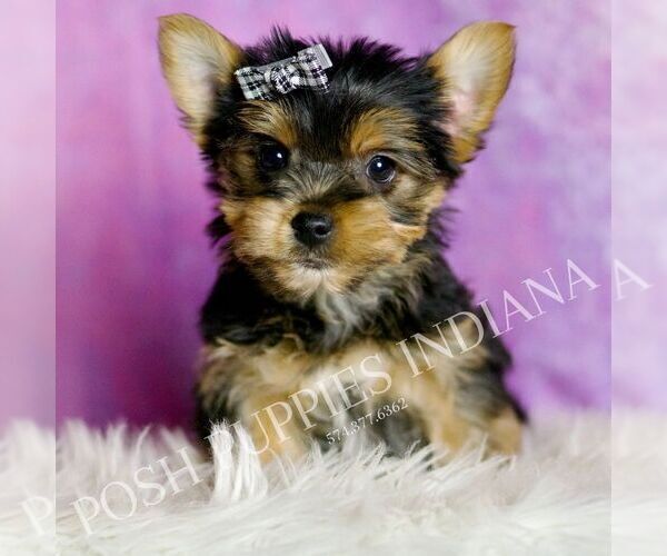 Medium Photo #1 Yorkshire Terrier Puppy For Sale in WARSAW, IN, USA