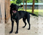 Small #3 German Shepherd Dog Mix