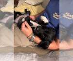 Small Photo #3 Mutt Puppy For Sale in Mount Pleasant, SC, USA