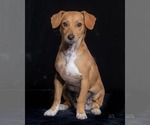 Small #12 Dachshund Mix