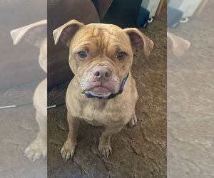Mutt Dogs for adoption in Bellingham, WA, USA