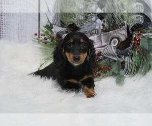 Dachshund Puppy for sale in HAWESVILLE, KY, USA
