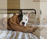 Small #1 American Pit Bull Terrier