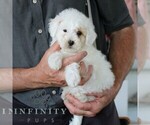 Small #2 Goldendoodle (Miniature)