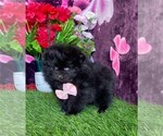 Small #1 Pomeranian