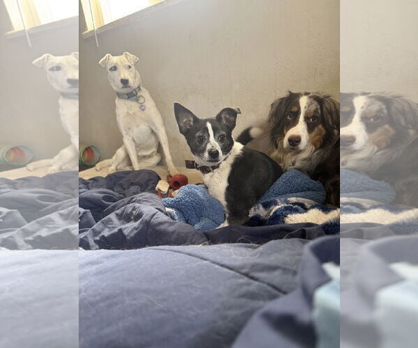 Medium Photo #4 Mutt Puppy For Sale in Aurora, CO, USA