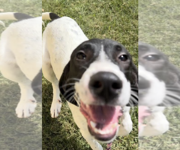 Medium Photo #2 Mutt Puppy For Sale in Thomasville, NC, USA