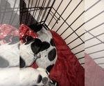 Small #7 German Shorthaired Pointer
