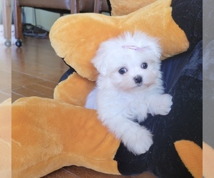 Maltese Puppy for sale in SANTA CLARITA, CA, USA