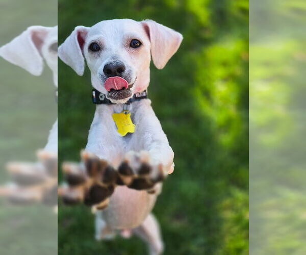 Medium Photo #2 Mutt Puppy For Sale in Sandy, UT, USA