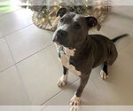Small #2 American Pit Bull Terrier Mix