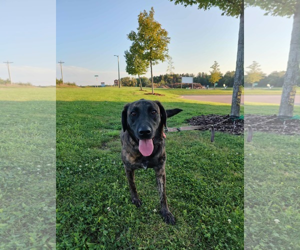 Medium Photo #4 Mutt Puppy For Sale in St. Louis Park, MN, USA