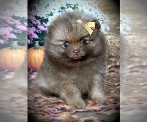 Pomeranian Puppy for sale in BLANCHARD, OK, USA