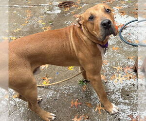 Medium Great Dane Mix