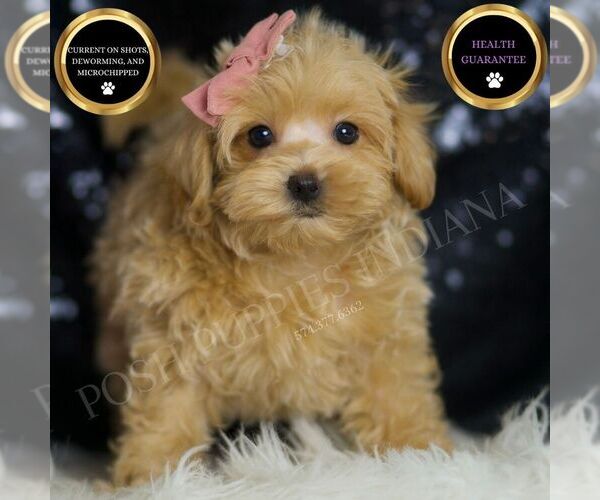 Medium Photo #2 Maltipoo Puppy For Sale in WARSAW, IN, USA