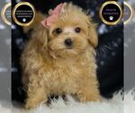 Small #1 Maltipoo