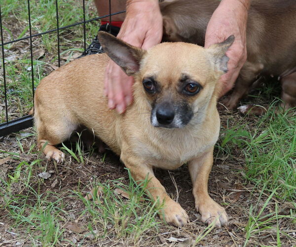 Medium Photo #1 Chug Puppy For Sale in Bandera, TX, USA