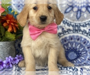 Golden Retriever Puppy for sale in LANCASTER, PA, USA