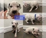 Puppy Blue Dalmatian