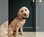 Small Goldendoodle