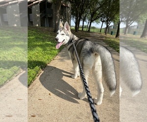 Pyrenees Husky Puppy for sale in FORT WORTH, TX, USA