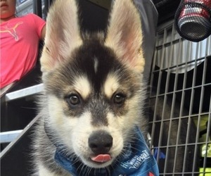 Siberian Husky Puppy for sale in FORT PLAIN, NY, USA