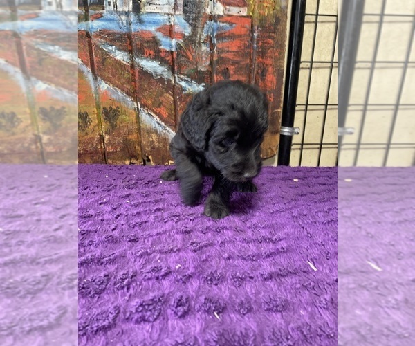 Medium Photo #9 Labradoodle Puppy For Sale in CRAIG, NE, USA