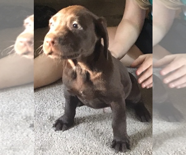Medium Photo #3 Labrador Retriever Puppy For Sale in INKSTER, MI, USA