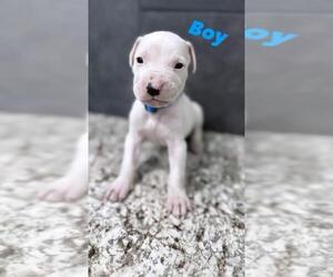 Dogo Argentino Puppy for sale in PLANT CITY, FL, USA