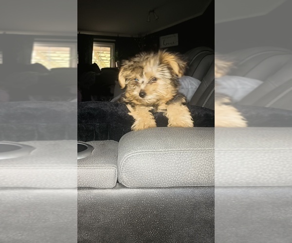 Medium Photo #6 Yorkshire Terrier Puppy For Sale in BENSON, NC, USA